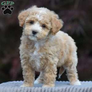 Beau, Bich-Poo Puppy